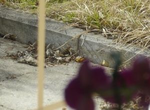 mit Polfilter bilder-kameras/zub-Polfilter_2_nachher.jpg