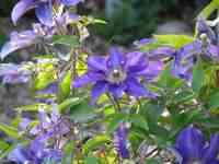 fotos_3/zv_Clematis_1.jpg