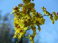 fotos_3/zv_Orch-Oncidium_1.jpg