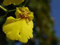 fotos_3/zv_Orch-Oncidium_2.jpg