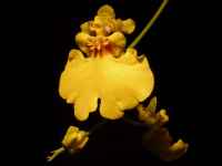 fotos_3/zv_Orch-Oncidium_3.jpg