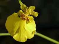 fotos_3/zv_Orch-Oncidium_4.jpg