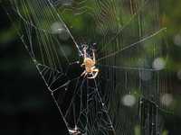 fotos_4/zv_Kreuzspinne_1-1.jpg
