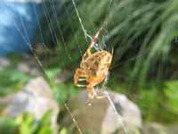 fotos_4/zv_Kreuzspinne_1-3.jpg