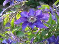 fotos_6/zv_Clematis_1-1_linse.jpg