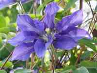 fotos_6/zv_Clematis_2-0_org.jpg