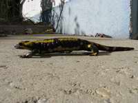 fotos_7/zv_Feuersalamander_3.jpg