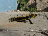 fotos_7/zv_Feuersalamander_4.jpg