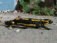 fotos_7/zv_Feuersalamander_5.jpg