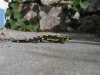 fotos_7/zv_Feuersalamander_6.jpg