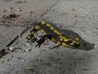 fotos_7/zv_Feuersalamander_7.jpg